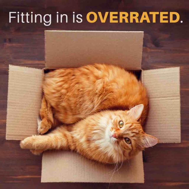 Cat curled up in cardboard box with text stating 'fitting in is overrated'